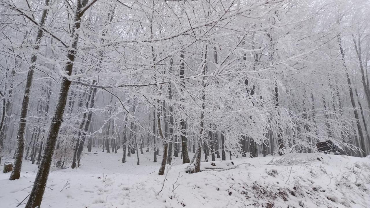 Chata Korenny Vrch Pezinska Baba Pezinok Dış mekan fotoğraf